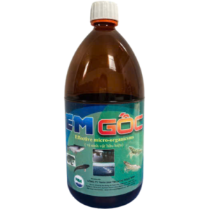 EM GỐC