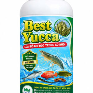 BEST YUCCA