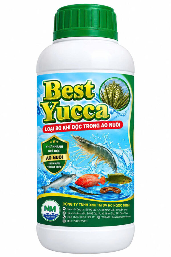 BEST YUCCA